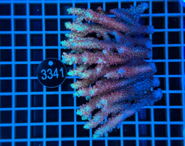 Acropora  Australien - 3341_12