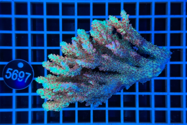 Acropora  Australien - 5697_12