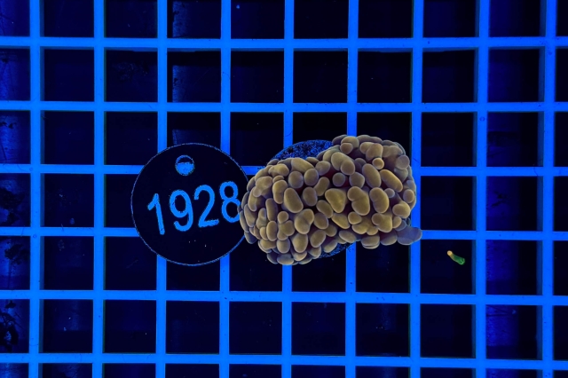 Euphyllia paraancora - 1928_23