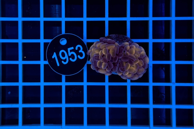 Euphyllia paraancora - 1953_23