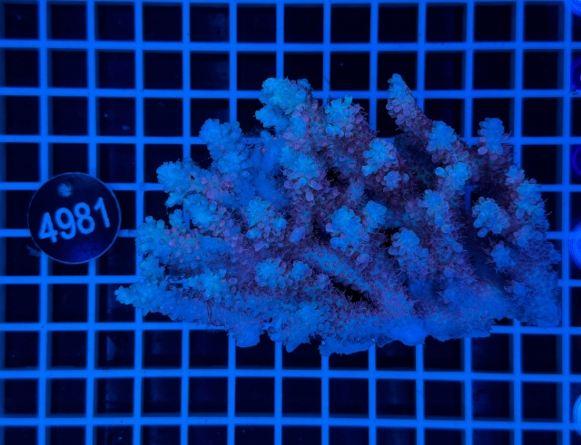 Acropora  Australien - 4981_20