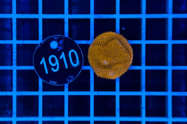 Montipora - 1910_20