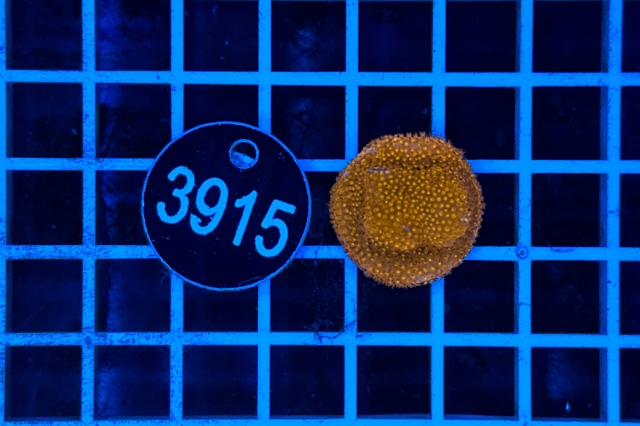 Montipora - 3915_20