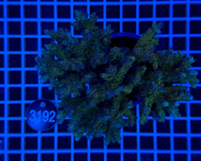 Acropora  Australien - 3192_20