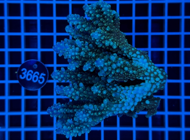 Acropora  Australien - 3665_20