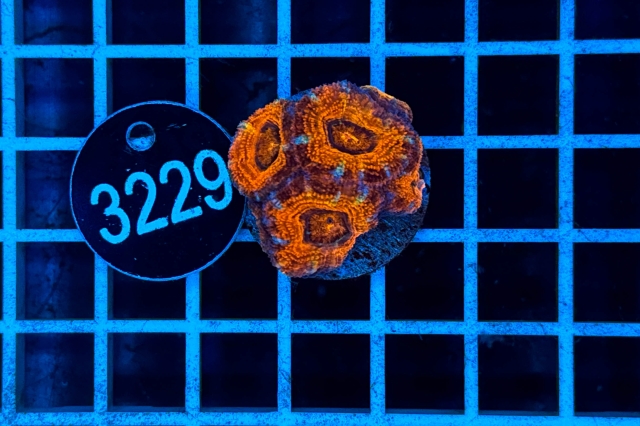 Acanthastrea lordhowensis - 3229_20