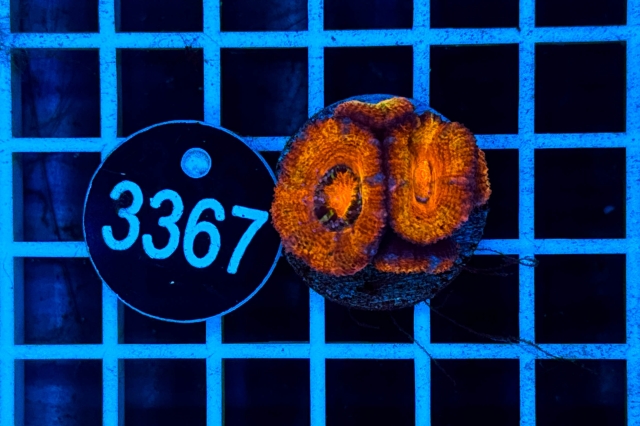 Acanthastrea lordhowensis - 3367_20