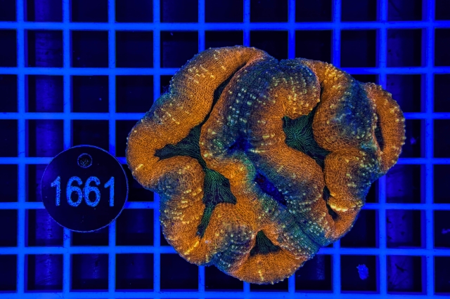 Lobophyllia