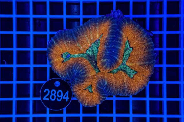 Lobophyllia