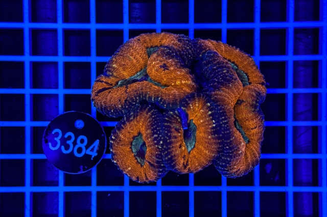 Lobophyllia