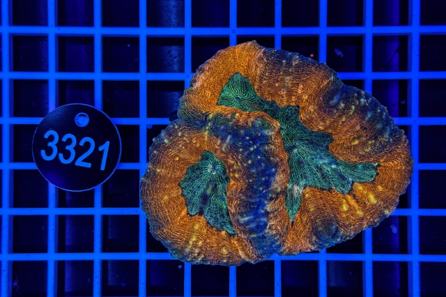 Lobophyllia