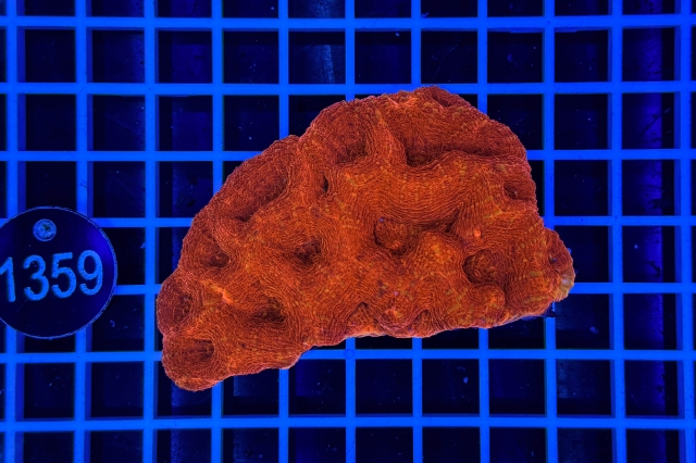 Acanthastrea bowerbanki - 1359_21