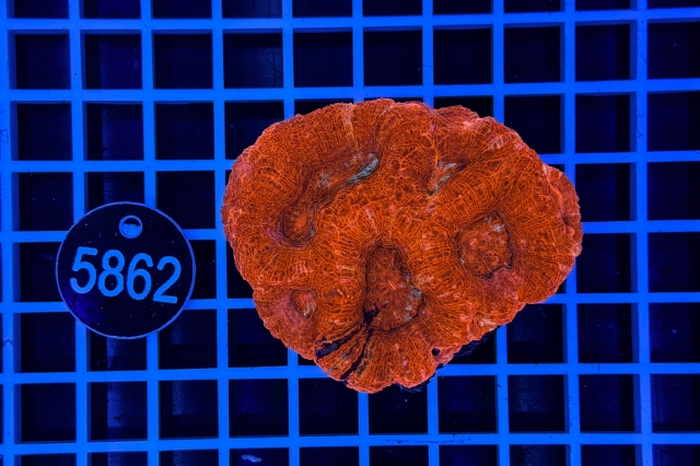 Acanthastrea bowerbanki - 5862_21