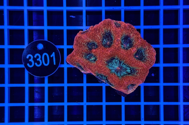 Acanthastrea bowerbanki - 3301_21