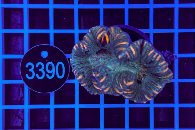 Trachyphyllia geoffroyi - 3390_22