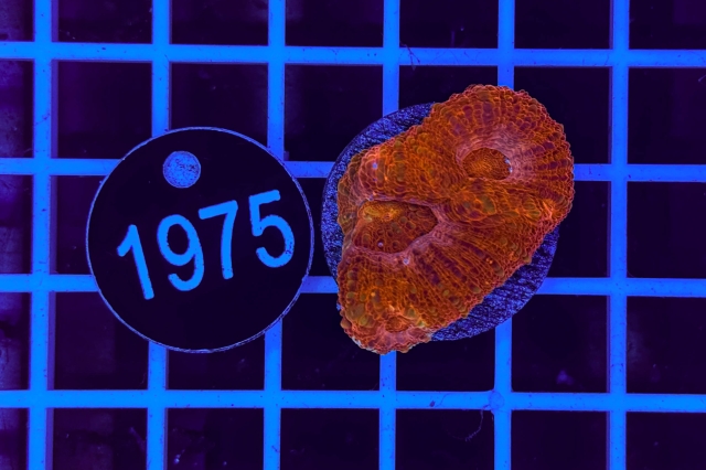 Acanthastrea bowerbanki - 1975_22