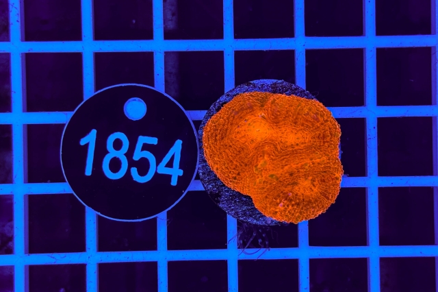 Acanthastrea bowerbanki - 1854_22