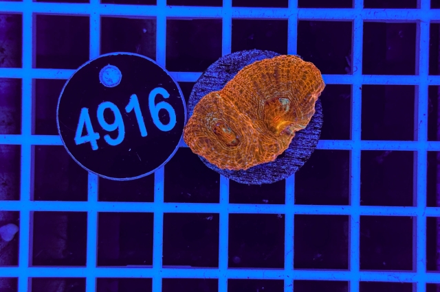 Acanthastrea bowerbanki - 4916_22