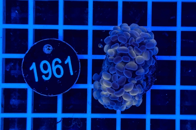 Euphyllia paraancora - 1961_23