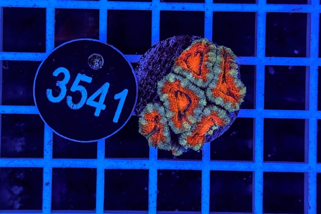 Acanthastrea lordhowensis - 3541_20