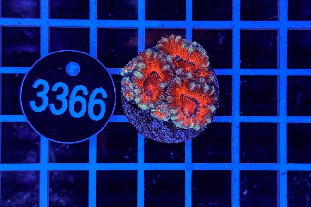 Acanthastrea lordhowensis - 3366_20