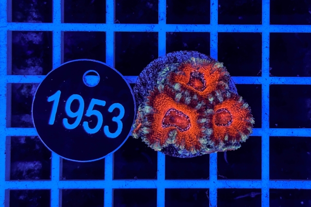 Acanthastrea lordhowensis - 1953_20