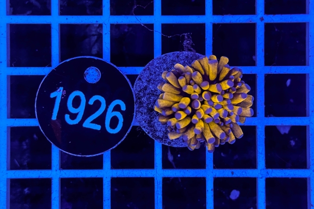 Euphyllia glabrescens Baby Tiger  Torch - 1926_20