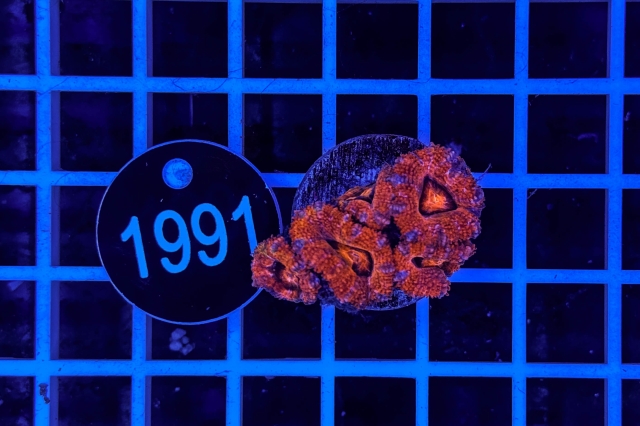 Acanthastrea lordhowensis - 1991_20