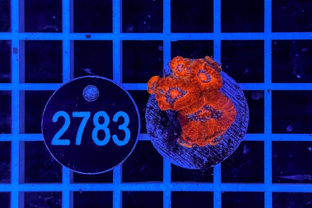 Acanthastrea lordhowensis - 2783_20