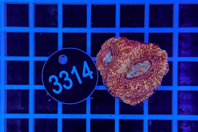 Acanthastrea bowerbanki - 3314_20