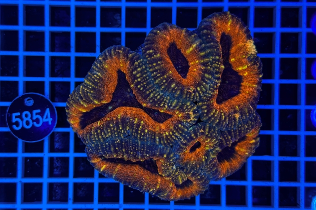 Lobophyllia - 5854_20