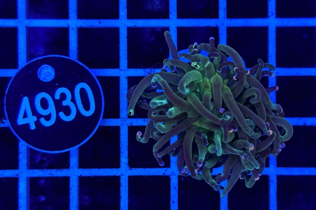 Euphyllia glabrescens - 4930_20