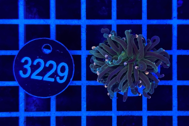 Euphyllia glabrescens - 3229_20