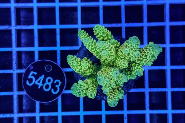 Acropora Indo Maricultured - 5483_21