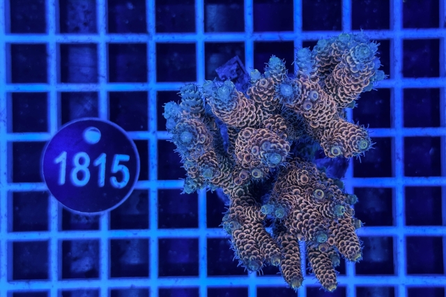 Acropora Indo Maricultured - 1815_21