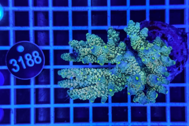 Acropora Indo Maricultured - 3188_21