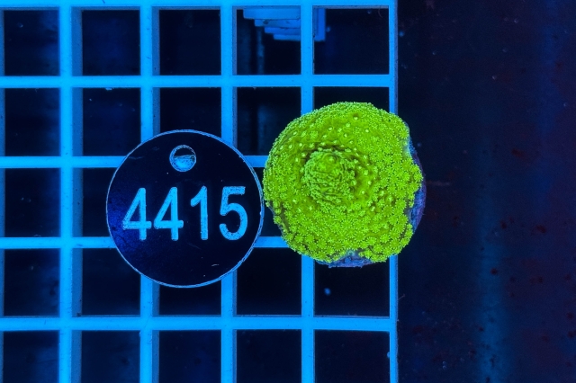 Acropora - 4415_20