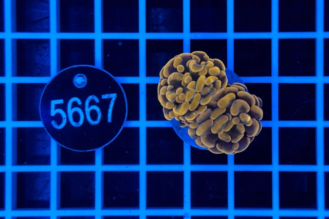 Euphyllia paraancora - 5667_20