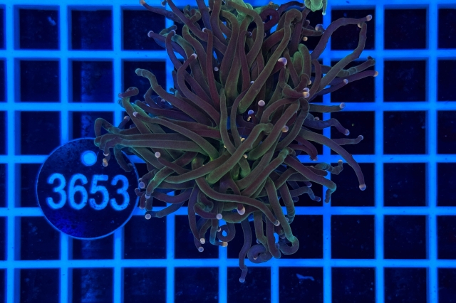 Euphyllia glabrescens - 3653_20