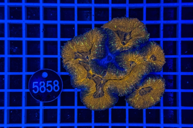 Lobophyllia - 5858_22