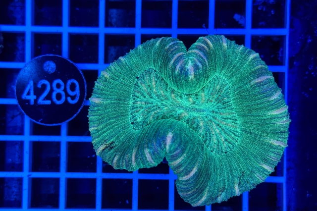 Trachyphyllia geoffroyi - 4289_22