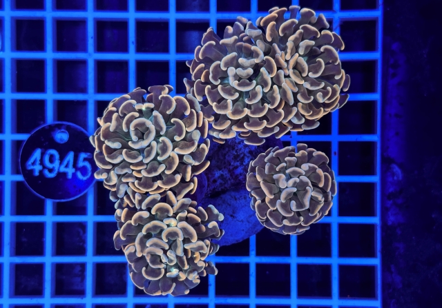 Euphyllia paraancora - 4945_23