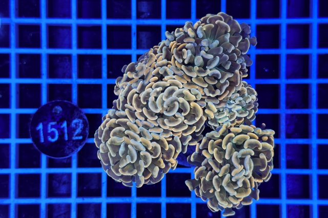 Euphyllia paraancora - 1512_23