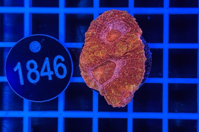 Acanthastrea bowerbanki - 1846_22