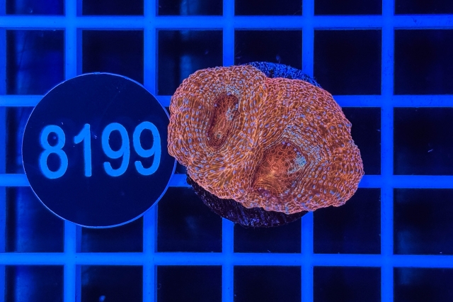 Acanthastrea bowerbanki - 8199_22