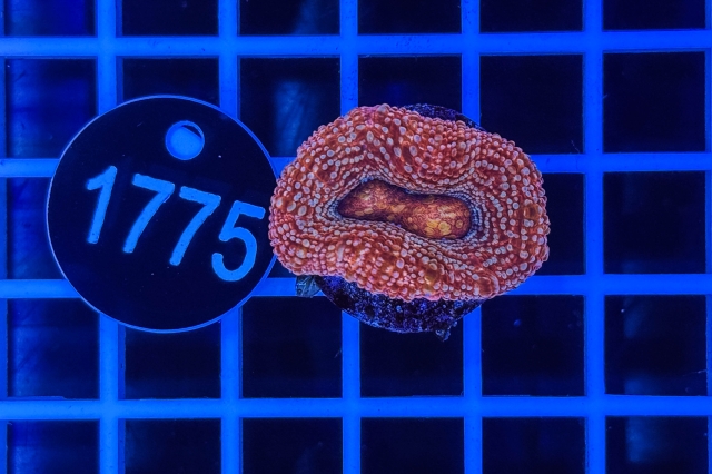 Acanthastrea bowerbanki - 1775_22