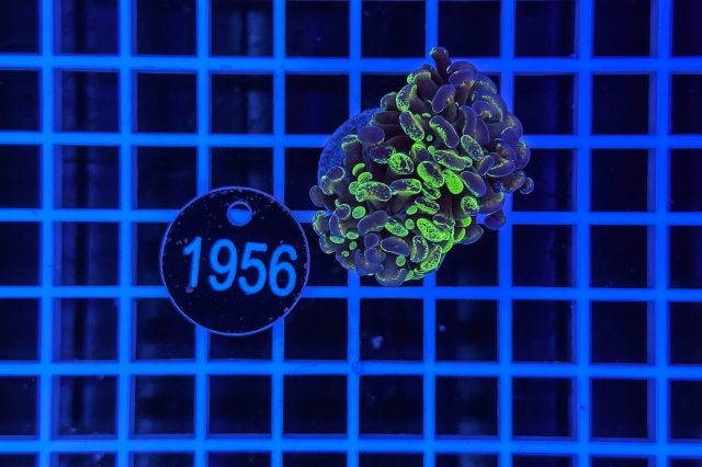 Euphyllia paraancora - 1956_21