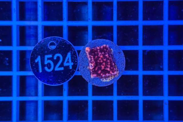 Montipora - 1524_21