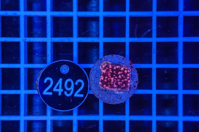 Montipora - 2492_21