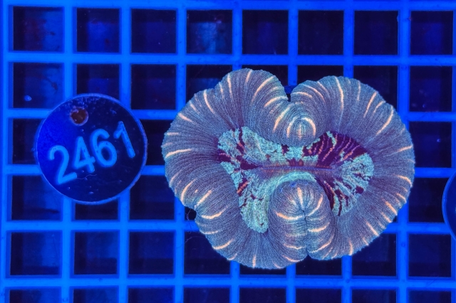 Trachyphyllia geoffroyi - 2461_22